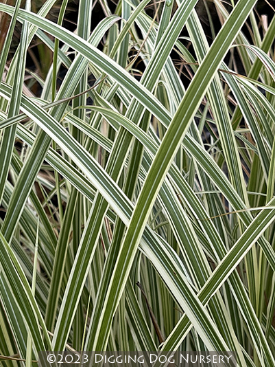 Miscanthus sinensis &lsquo;Rigoletto&rsquo;
