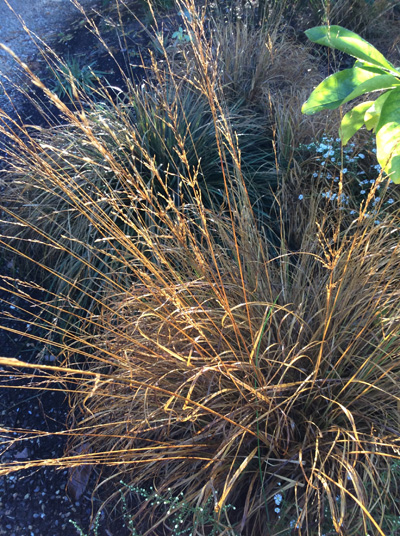 Molinia caerulea ‘Staefa’