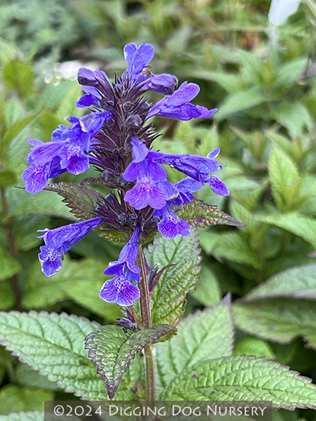 Nepeta kubanica ‘Bokratune’