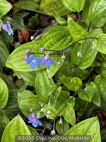Omphalodes verna