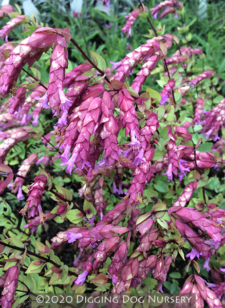Origanum &lsquo;Bristol Cross&rsquo;