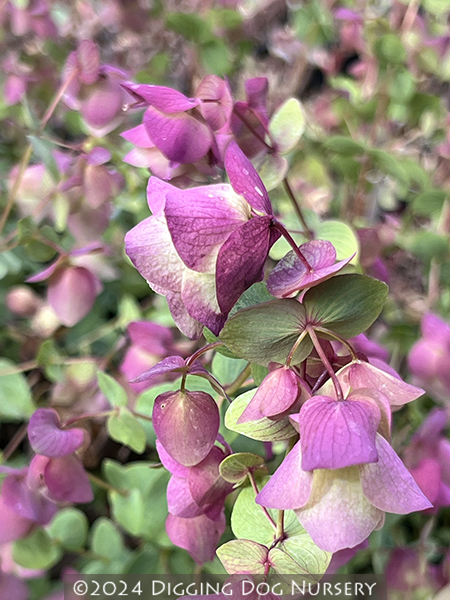 Origanum ‘Kent Beauty’