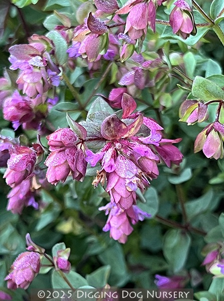 Origanum ‘Virginia Saso’