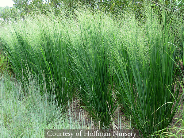 Panicum virgatum &lsquo;Northwind&rsquo;
