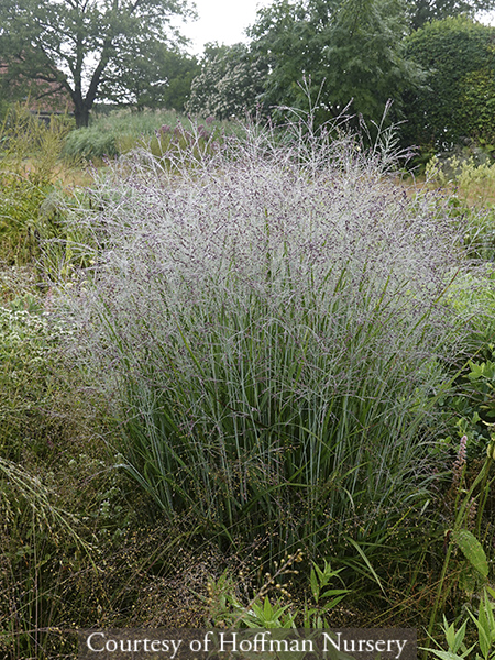Panicum virgatum &lsquo;Purple Tears&rsquo;