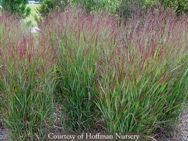Panicum virgatum &lsquo;Shenandoah&rsquo;
