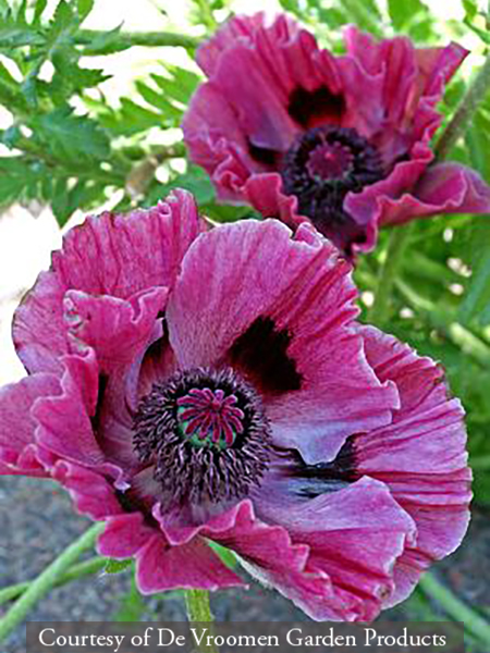 Papaver orientale ‘Patty′s Plum’
