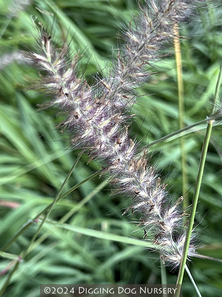 Pennisetum orientale ‘Karley Rose’