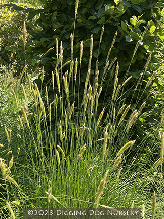 Pennisetum spathiolatum
