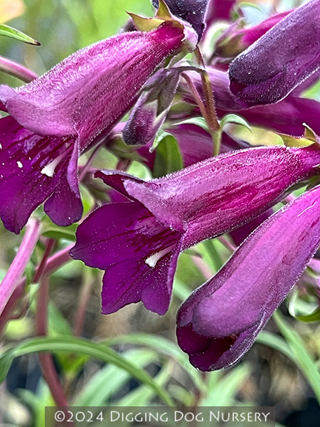 Penstemon ‘Blackbird’