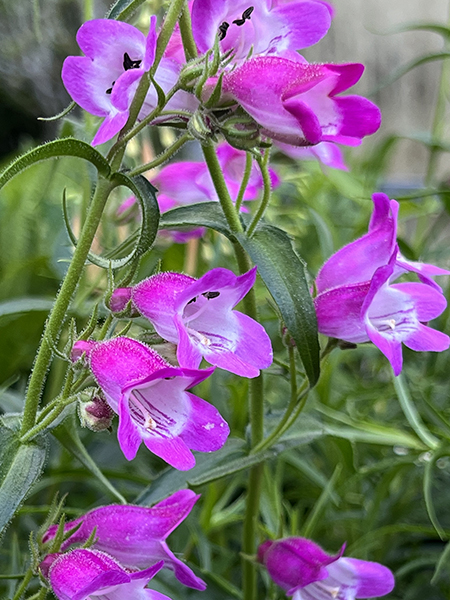 Penstemon mexicali ‘Red Rocks’