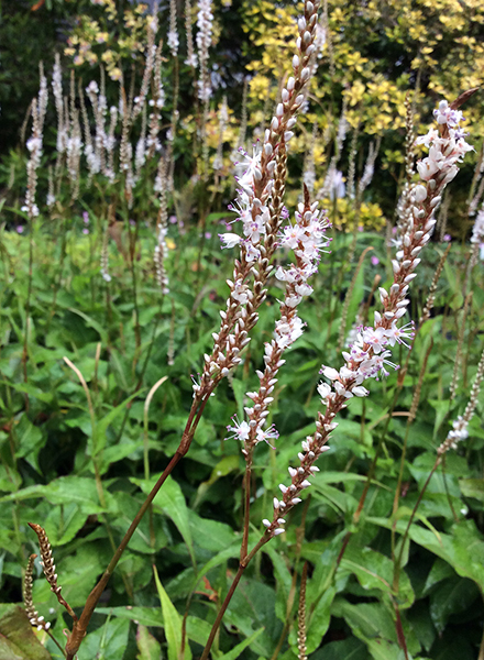 Persicaria amplexicaulis &lsquo;Alba&rsquo;