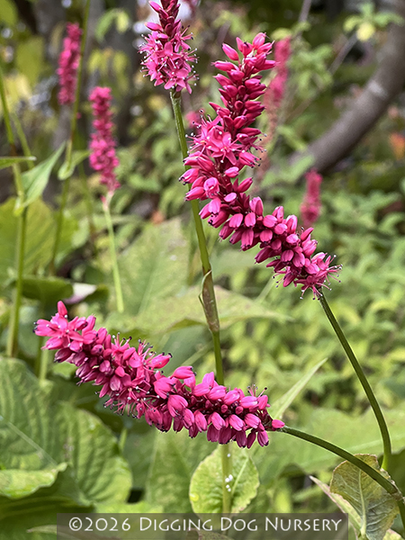 Persicaria amplexicaulis &lsquo;Atrosanguinea&rsquo;