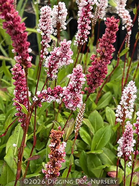 Persicaria affinis Dimity