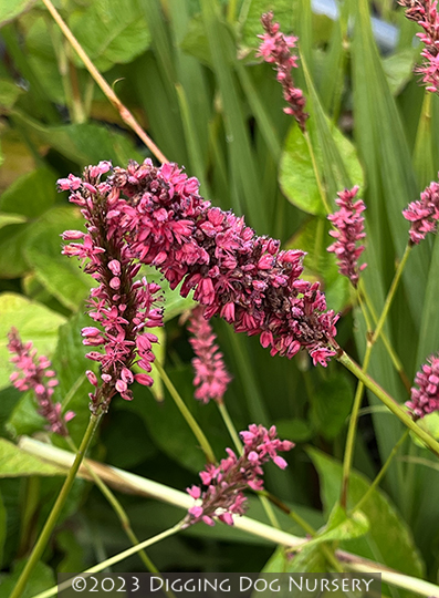 Persicaria amplexicaulis ‘Fat Domino’