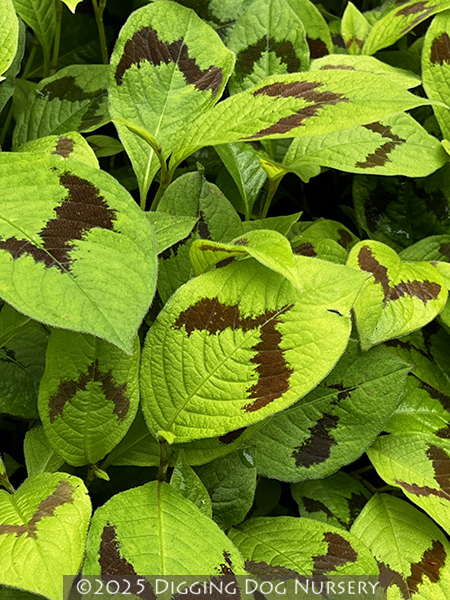 Persicaria filiformis ‘Lance Corporal’
