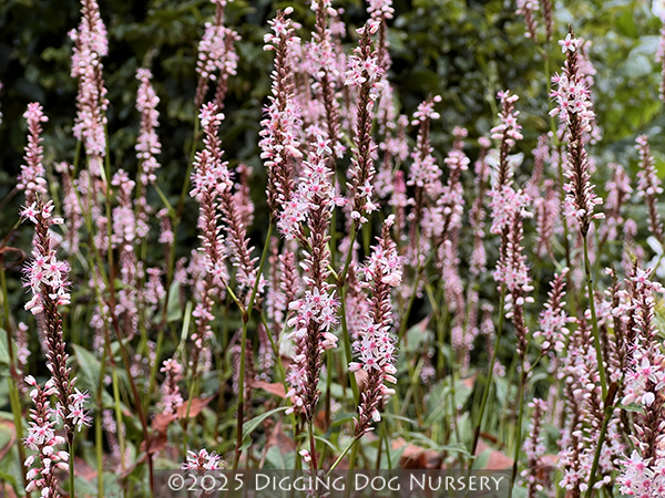 Persicaria amplexicaulis ‘Rosea’