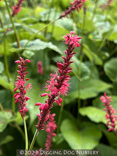 Persicaria amplexicaulis &lsquo;Summer Dance&rsquo;