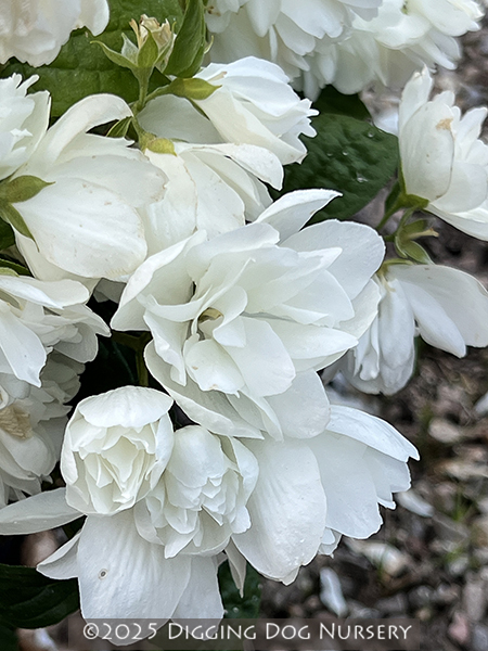 Philadelphus ‘Snowbelle’