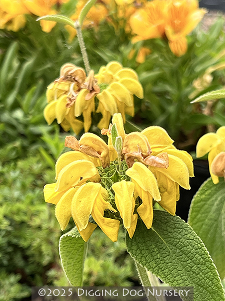Phlomis &lsquo;Edward Bowles&rsquo;