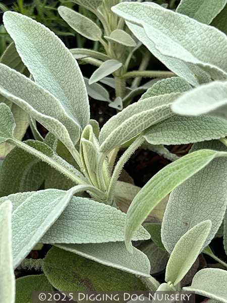Phlomis anatolica ‘Lloyd's Variety’