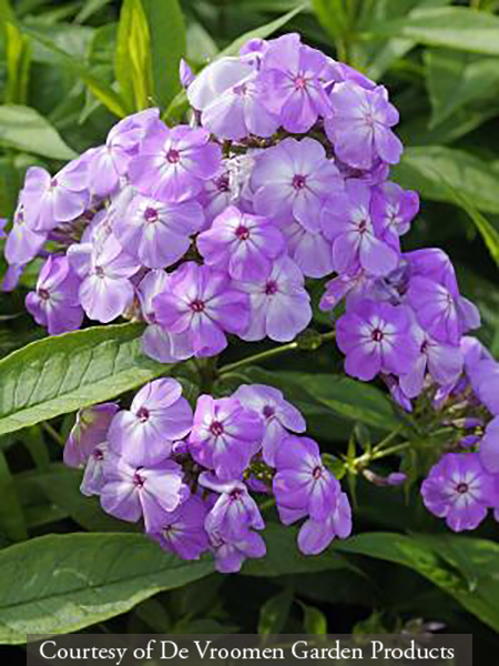 Phlox paniculata ‘David�s Lavender’