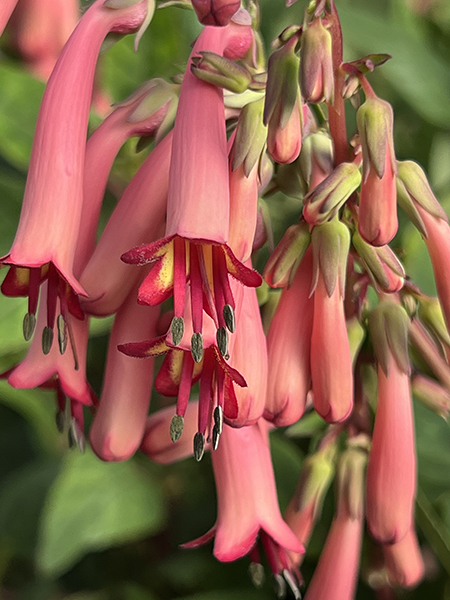 Phygelius rectus &lsquo;Pink Elf&rsquo;