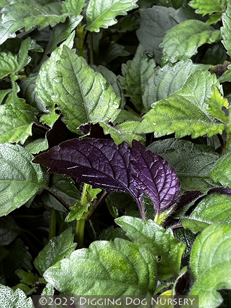 Plectranthus ‘Mona Lavender’