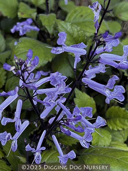 Plectranthus ‘Mona Lavender’