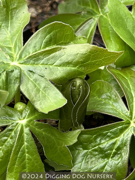Podophyllum peltatum