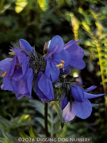Polemonium ‘Bressingham Purple’