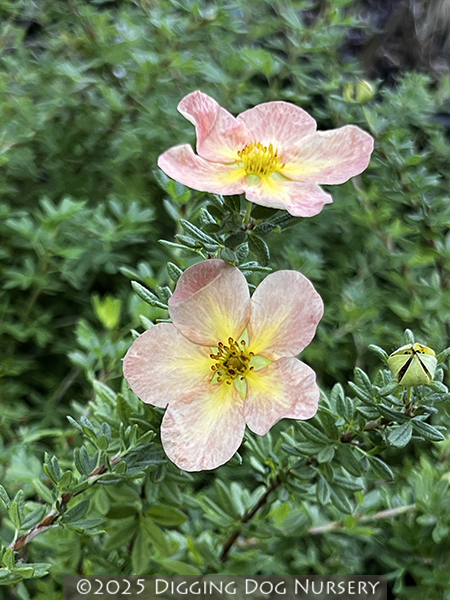 Potentilla fruticosa ‘Apricot Whisper’