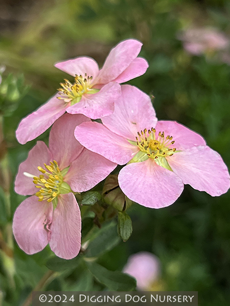 Potentilla fruticosa ‘Pink Beauty’