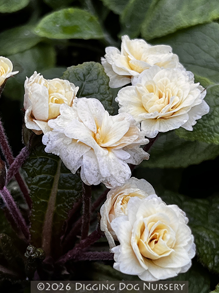 Primula ‘Barnhaven� Double Guernsey Cream’