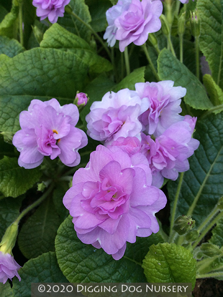 Primula vulgaris &lsquo;Double Lilac&rsquo;