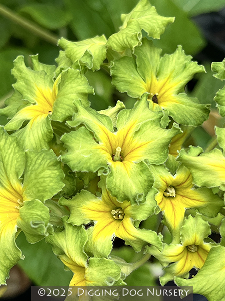Primula polyanthus ‘Francesca’