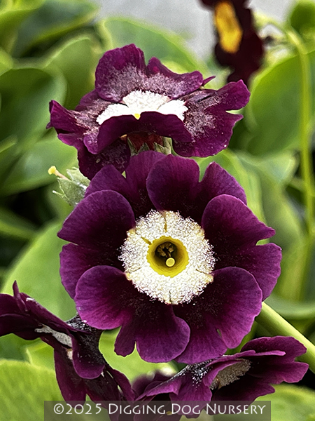 Primula pubescens &lsquo;Kaleidoscope Mix&rsquo;