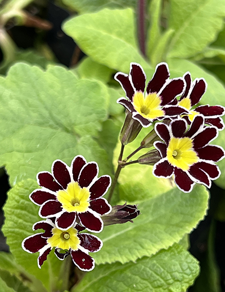 Primula elatior &lsquo;Victorian Laced Primroses&rsquo;