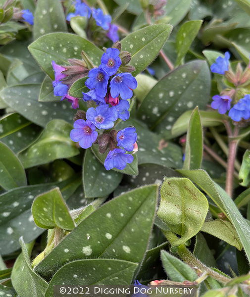 Pulmonaria ‘Benediction’