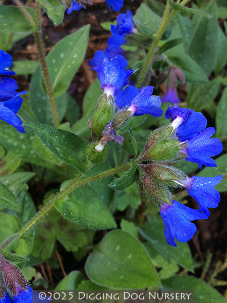 Pulmonaria ‘Blue Ensign’