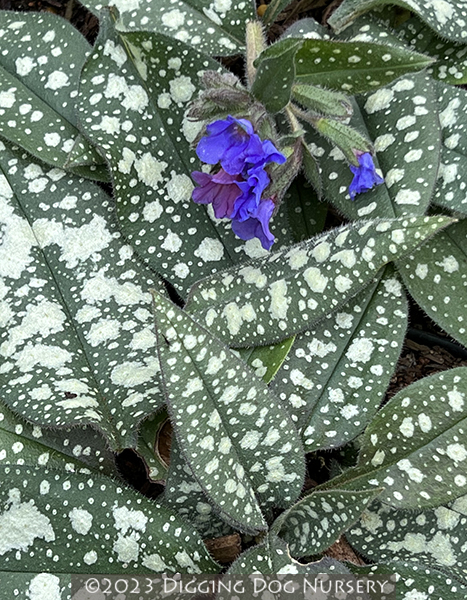 Pulmonaria ‘Trevi Fountain’