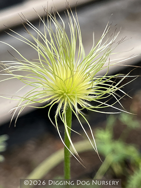 Pulsatilla vulgaris &lsquo;Alba&rsquo;