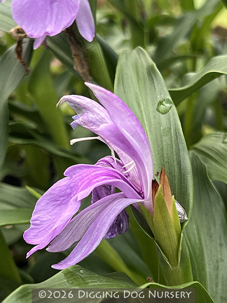 Roscoea purpurea ‘Vincent’