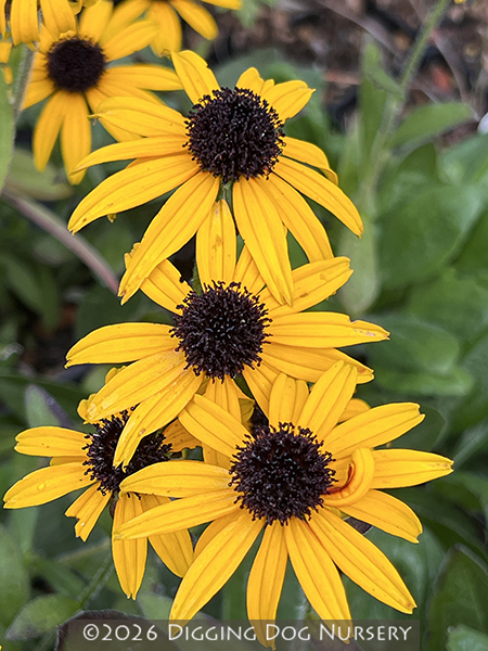 Rudbeckia &lsquo;American Gold Rush&rsquo;