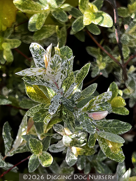 Salix integra ‘Hakuro Nishiki’