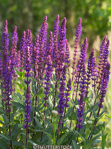 Salvia nemorosa ‘Caradonna’