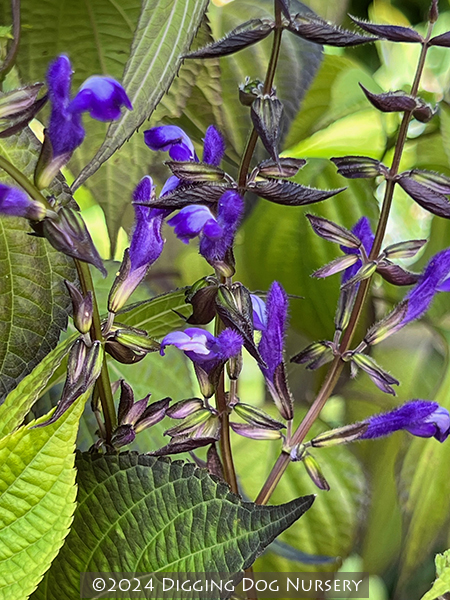 Salvia &lsquo;El Cielo Blue&rsquo;