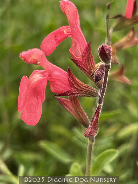 Salvia greggii ‘Lowry�s Peach’