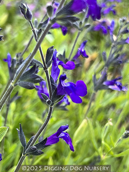 Salvia ‘Nuevo Leon’