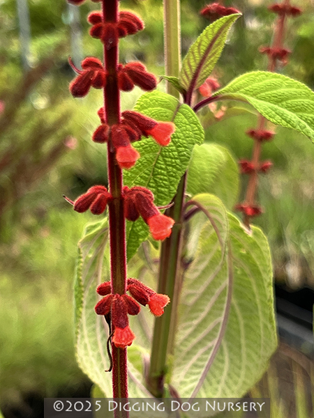 Salvia confertiflora